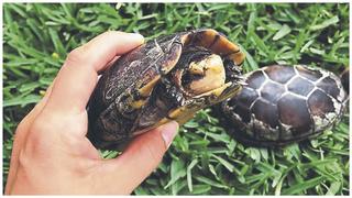 Rescatan trece aves y dos tortugas en Piura