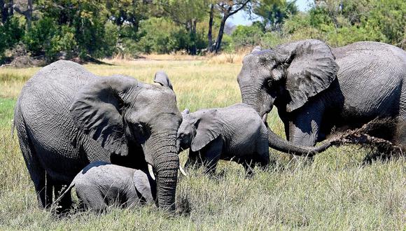 Botsuana levanta la prohibición de cazar elefantes por aumento de población de estos mamíferos