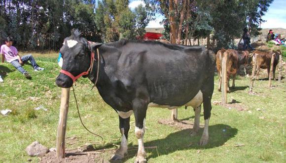 Ganado vacuno en riesgo por enfermedades bronquiales 