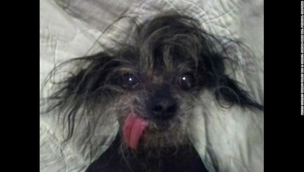 Concurso premia a los perros más feos (FOTOS)