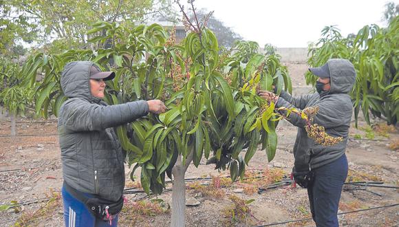 Los productores de Moro y el valle de Nepeña inician la poda de la primera floración a fin de obtener mejores precios en campaña del próximo año.