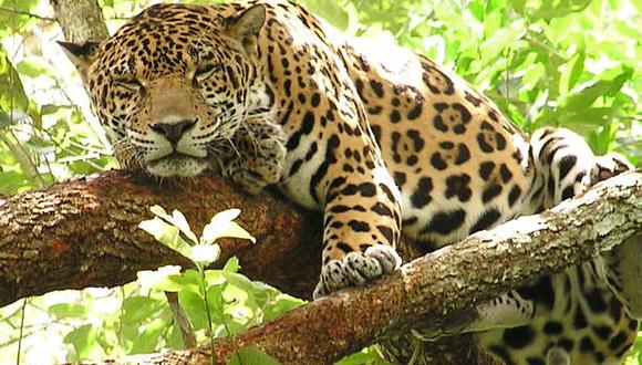 Plantean clonar especies en peligro de extinción en Brasil