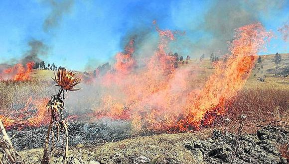 Incendio forestal afectó la biodiversidad en Caylloma