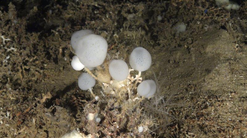Descubren una nueva especie de esponja de cristal en el Mediterráneo