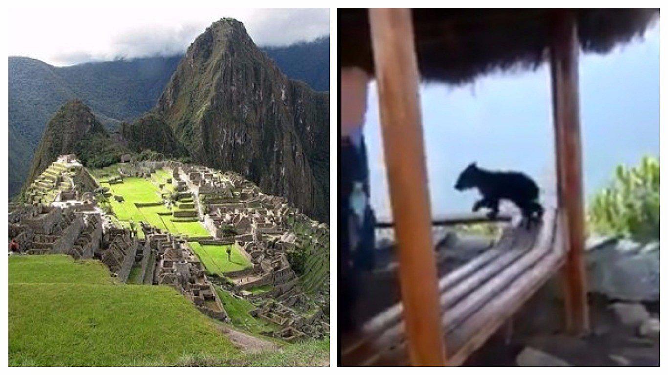 ¡Hermoso! Oso de Anteojos bebé sorprende a turistas en Machu Picchu (VIDEO) 