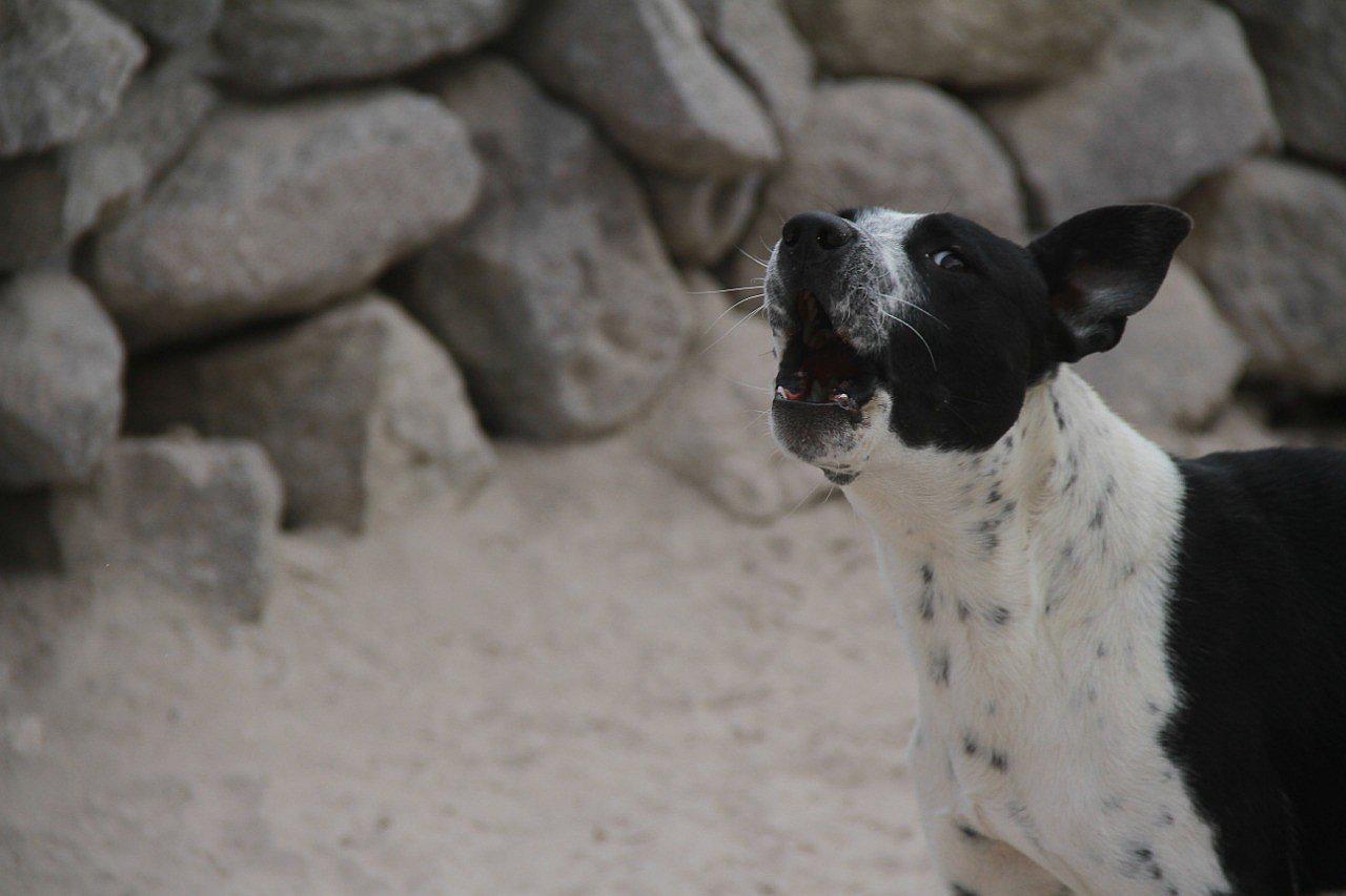 Nuevos casos de rabia canina alerta a autoridades sanitarias