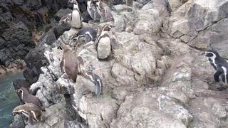 Piura: Captan nido con polluelos de pingüinos Humboldt en la Reserva Nacional de Illescas (VIDEO)