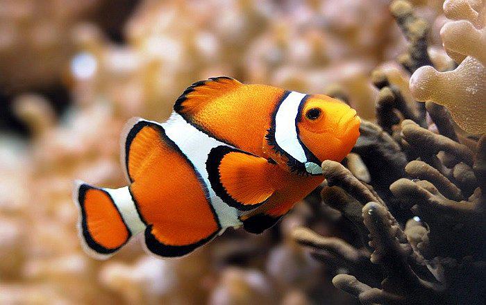 Matando a "Nemo": peces tropicales amenazados por el cianuro