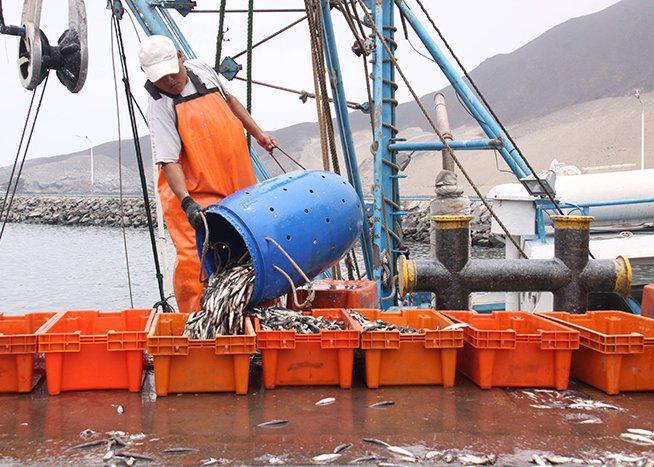 Piura: La anchoveta en peligro de desaparecer como la sardina
