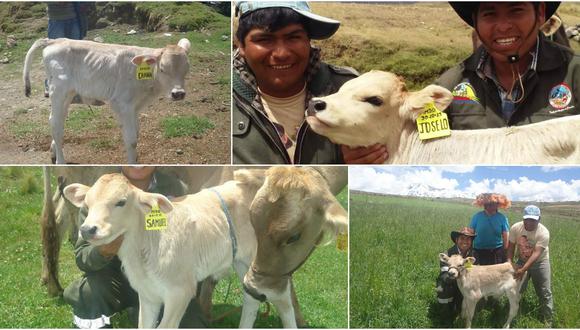 Cusco: Presentarán a las primeras crías logradas por inseminación artificial en ganado vacuno