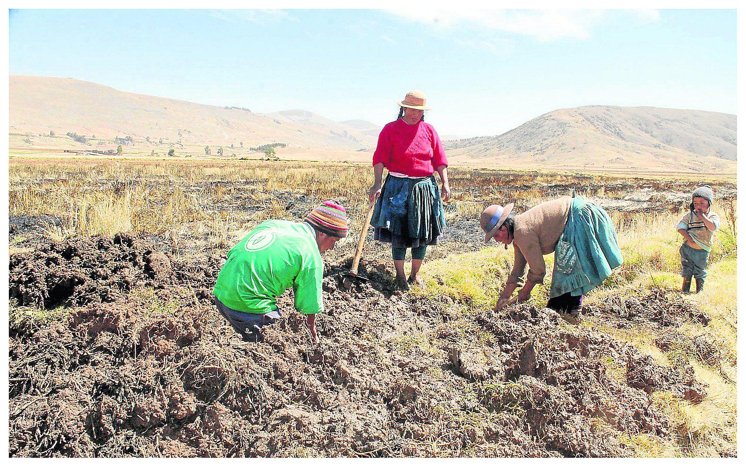 ​Solo 9.8 % se dedica a la agricultura en Junín y cifra tiende a disminuir 