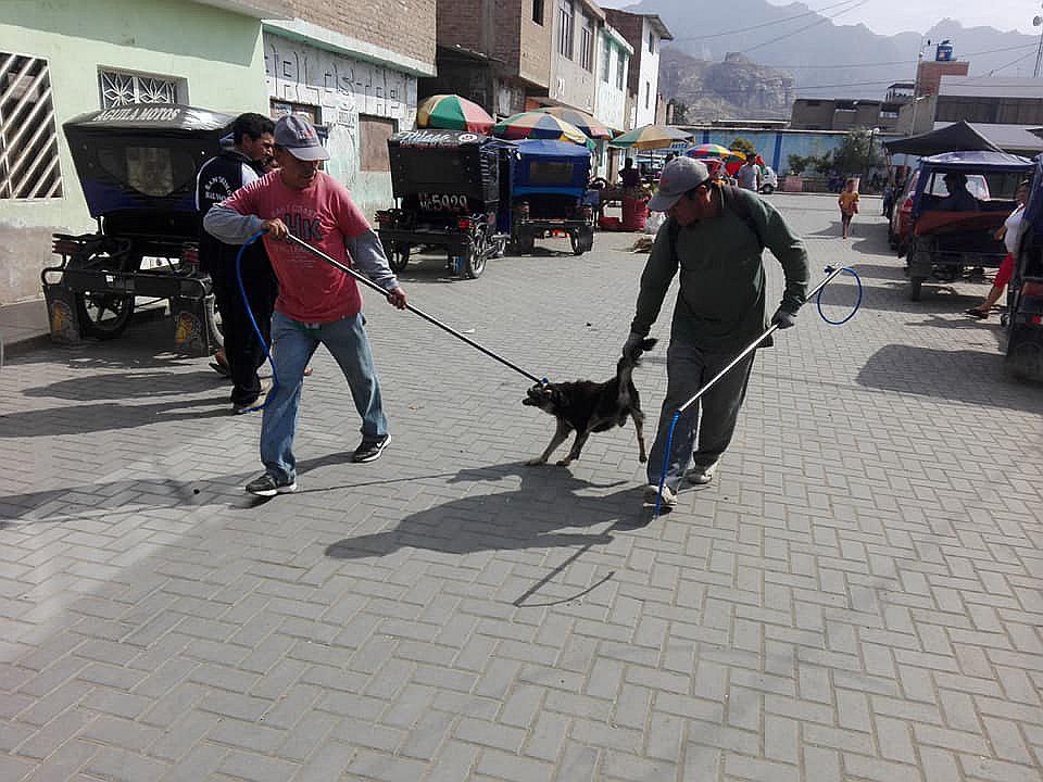 Chiclayo: Capturan a perros callejeros en el distrito de Pátapo (VIDEO)