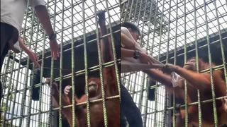 Saltó la valla de seguridad para tocar a un orangután y terminó siendo atacado (VIDEO)
