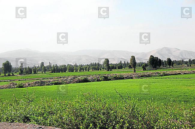 Valle de Tambo: Producción de papa, trigo y ajo en problemas