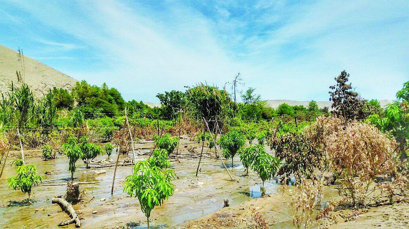 Niño Costero: S/ 70 millones en pérdidas agrícolas deja en Casma