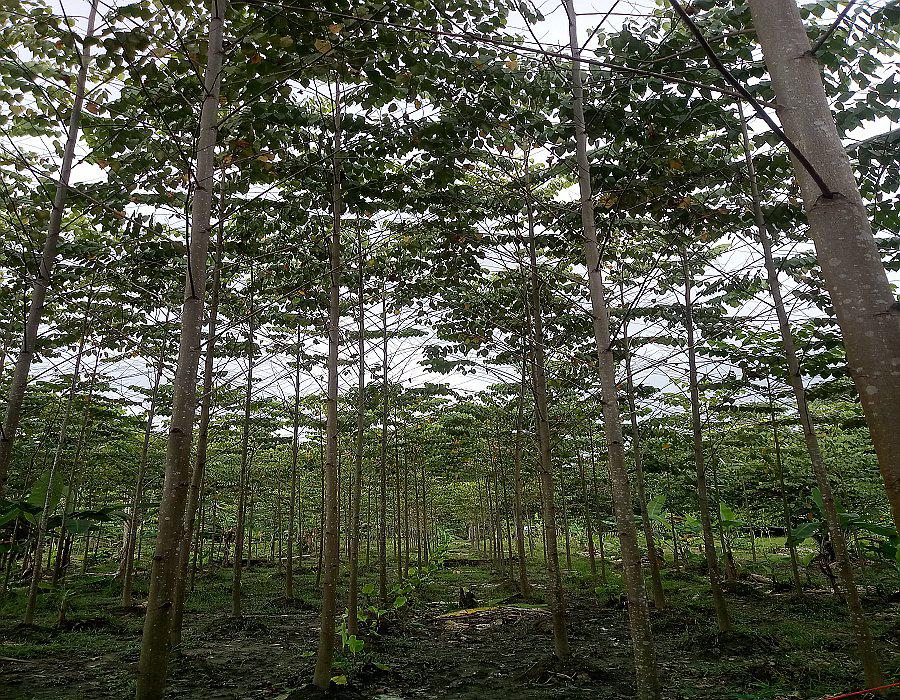 Informe: Reforestar para reactivar la economía de Loreto