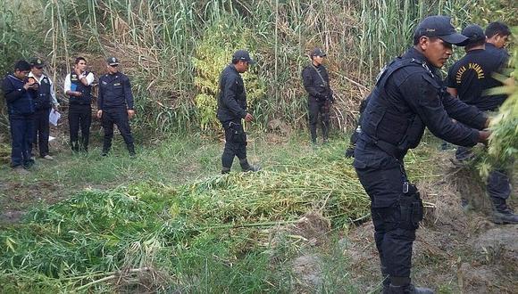 Áncash: Policía incinera más 5 mil plantones de marihuana en Huarmey