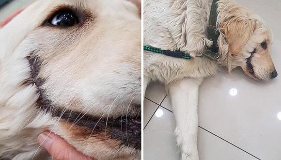 Crueldad animal: Cortan y cosen la boca de un perro para hacerla parecer al “Guasón”  