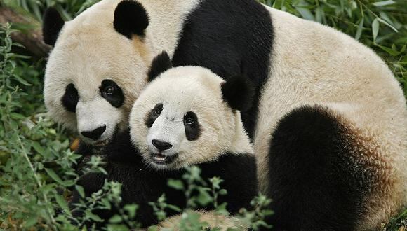 Nace un bebé panda en el zoo de Washington