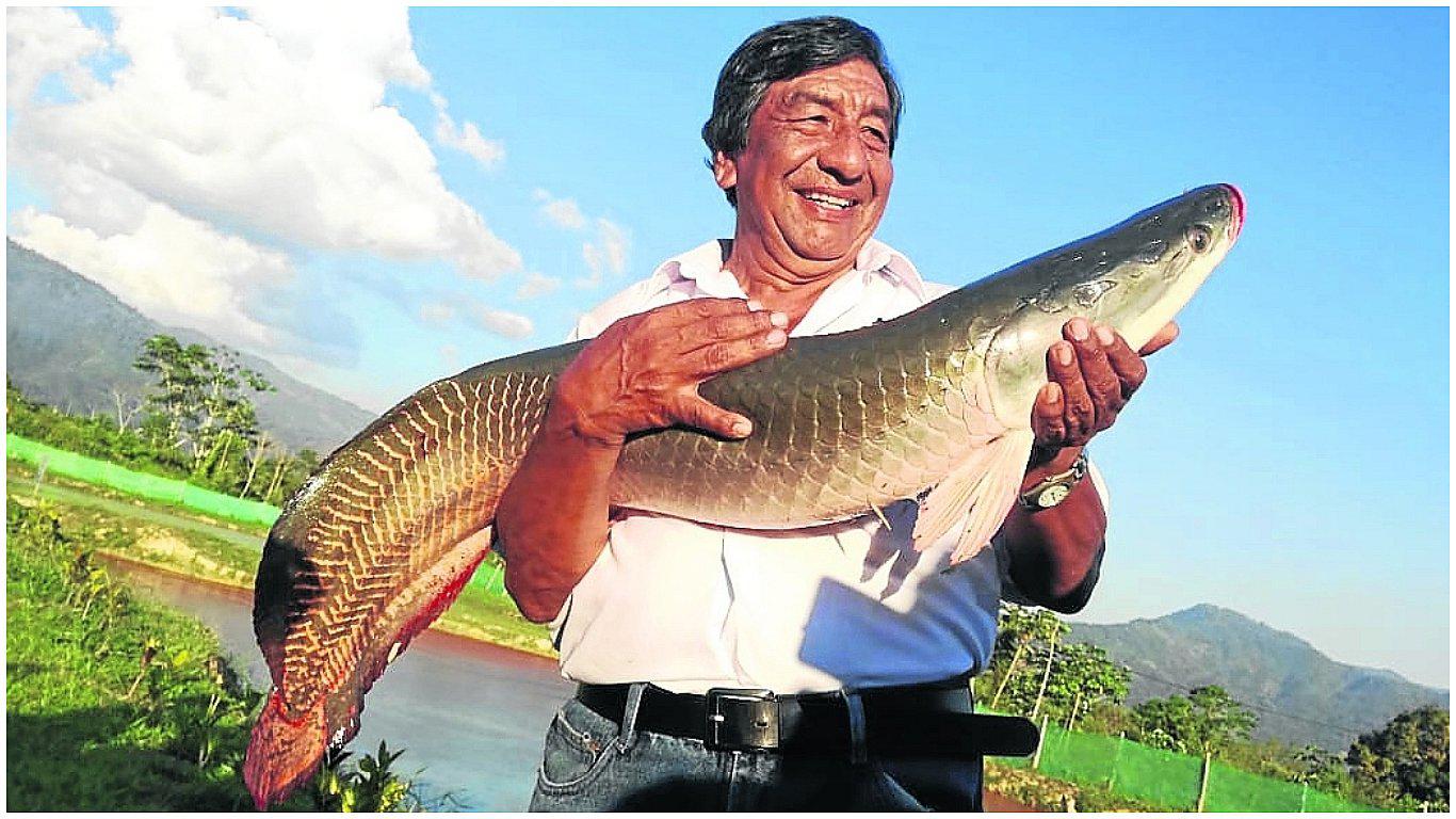 ​El paiche, un enorme pez que se convierte en alternativa alimenticia por alto valor nutritivo