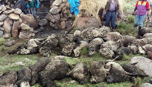 Terrible: Rayo mata a más de 30 ovejas en comunidad altoandina de Cusco (VIDEO)
