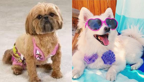 boleto Atlas camarera Bikini para perros? Esta es la última tendencia en moda perruna |  MISCELANEA | CORREO