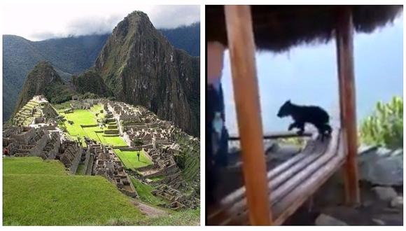 ¡Hermoso! Oso de Anteojos bebé sorprende a turistas en Machu Picchu (VIDEO) 