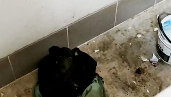 Pisco: Rescatan a mascotas abandonadas en polideportivo de colegio José de San Martín.