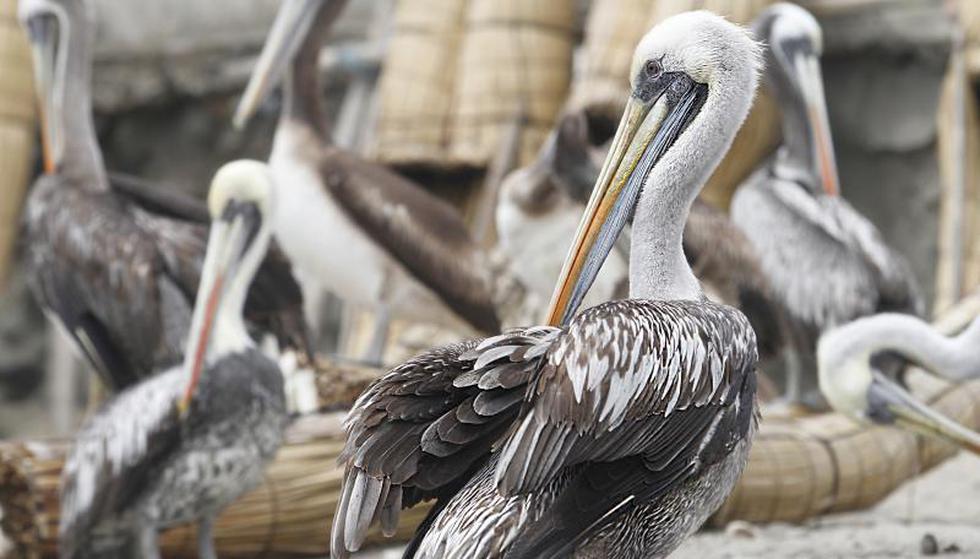 Huanchaco: cementerio de aves y fierros oxidados (Fotos)