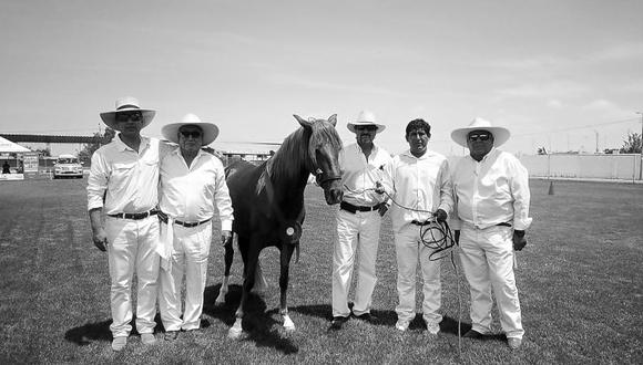 Arequipa: Califican a los mejores caballos de paso en La Joya