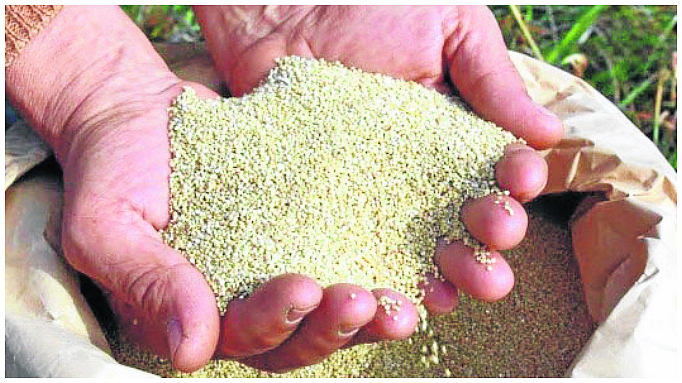 ​La quinua es el grano que más produce Junín 