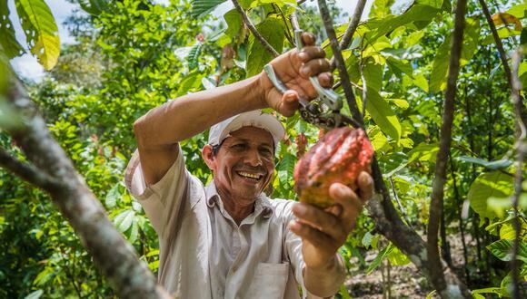 El proyecto ayudará a los agricultores en las fases de producción, post cosecha, transformación de alimentos y emprendimientos, entre otros. (Foto: Proyecto PERU Hub)