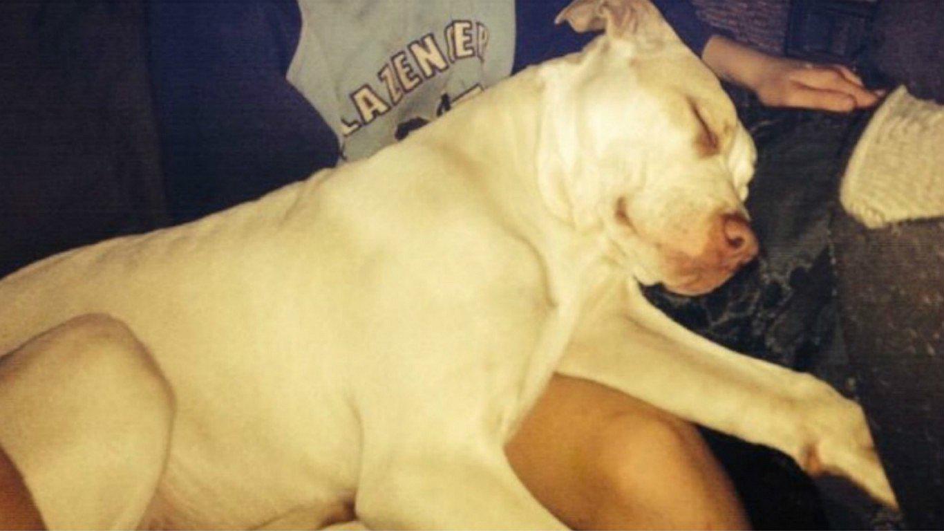 Pitbull casi es sacrificado por salvar la vida de un niño