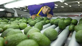 Perú es el principal proveedor de palta en China por cuarto año consecutivo, indicó ministro Sánchez