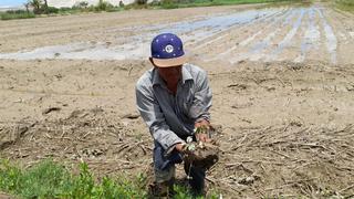 Ica: desbordes de ríos y huaicos destruyen hectáreas de cultivo en Ocucaje y Changuillo