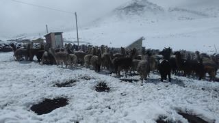 En un sólo día de nevada mueren unas 80 alpacas en Vinchos