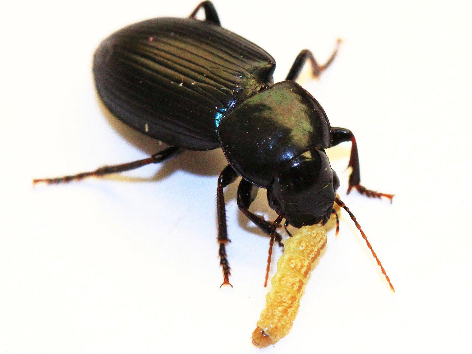 Insecto ayuda a combatir al Gorgojo de los Andes y otras plagas