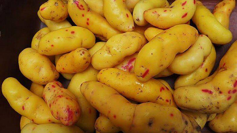 ¿Qué beneficios tiene el olluquito? 