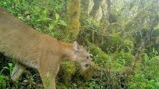 Nuevos avistamientos de mamíferos en Machu Picchu (FOTOS)