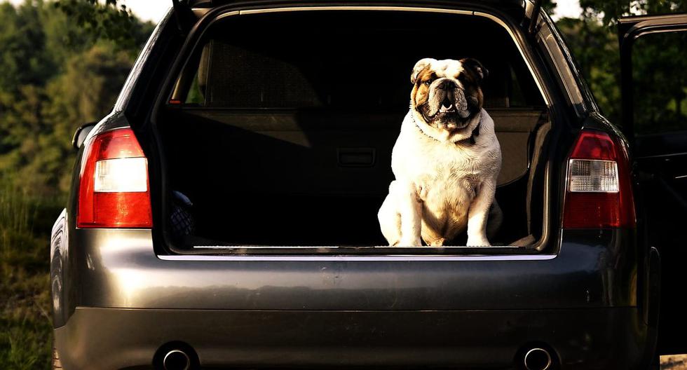 Cómo quitar el olor a perro del coche - 6 pasos