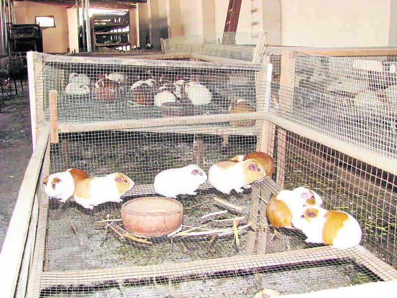 Salmonelosis ataca al hígado del cuy y puede desaparecer producción