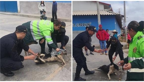 Policías rescatan a can envenenado en Huamachuco