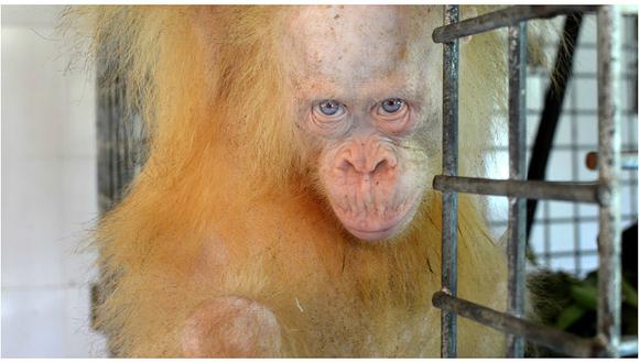 Indonesia: ​orangutana albina rescatada recibe el nombre de "Alba" (VIDEO)