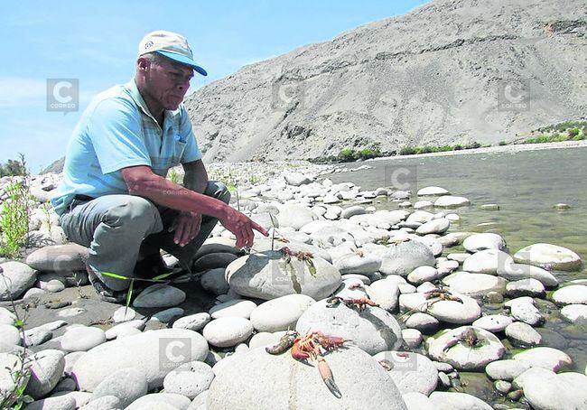 Envenenan río Ocoña y mueren camarones