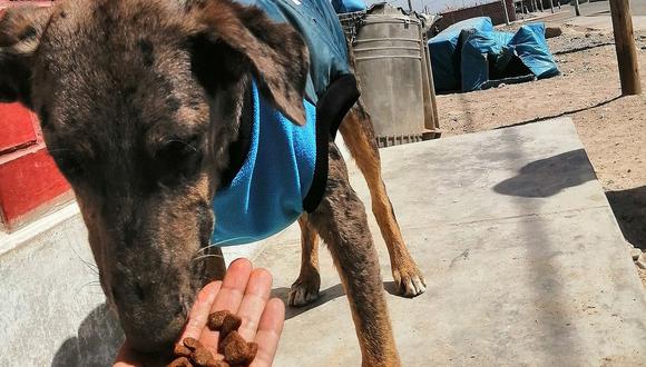 Inició campaña “Croquetón” para reunir alimento para 29 canes