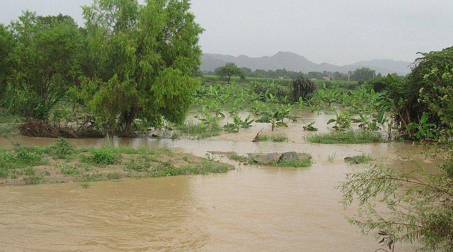 La Libertad: Río "Loco de Chamán" arrasa con sembríos en Chepén