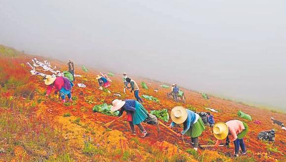 En las alturas de Pamparomás, pequeños agricultores cosechan 163 variedades nativas del preciado tubérculo en un significativo acto que coincide con la celebración al alimento.