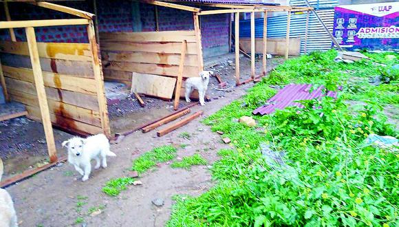 Animalistas buscan apoyo para techar casas de perros albergados