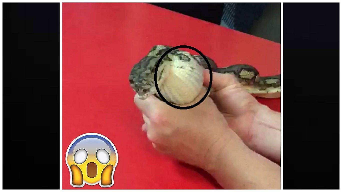 YouTube: serpiente se tragó esto y causa alarma en veterinario (VIDEO)