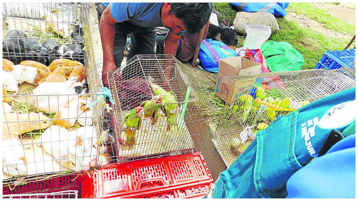 Rescatan sapos y loros que eran vendidos en feria de la 'cachina' en Huancayo